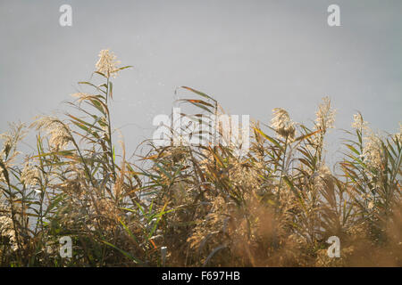 Schilf im Abendlicht. Hula-Naturschutzgebiet. Hula-Tal. Israel. Stockfoto