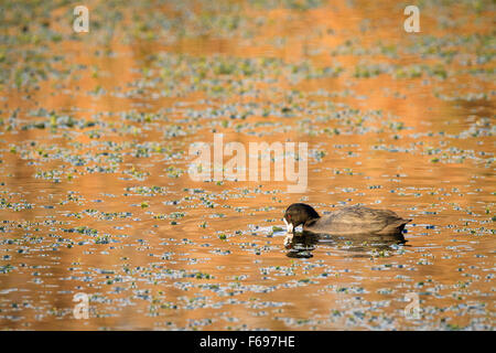 Gemeinsamen Blässhuhn (Fulica Atra) auf dem Wasser. Hula-Naturschutzgebiet. Hula-Tal. Israel. Stockfoto