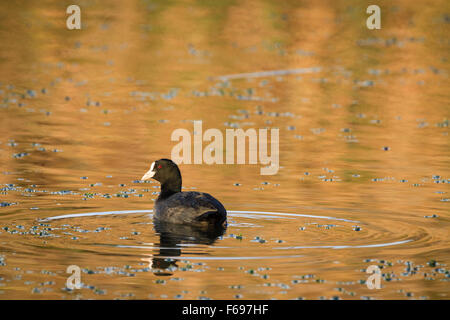 Gemeinsamen Blässhuhn (Fulica Atra) auf dem Wasser. Hula-Naturschutzgebiet. Hula-Tal. Israel. Stockfoto