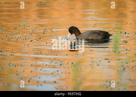 Gemeinsamen Blässhuhn (Fulica Atra) ernähren sich von Wasser. Hula-Naturschutzgebiet. Hula-Tal. Israel. Stockfoto