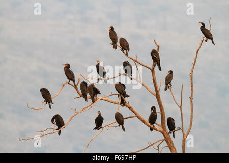 Großer Kormoran (Phalacrocorax Carbo) Gruppe thront auf Baum. Hula-Naturschutzgebiet. Hula-Tal. Israel. Stockfoto