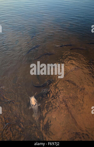 Afrikanische Wels (Clarias gariepinus). Swamp Trail. Hula-Naturschutzgebiet. Hula-Tal. Israel. Stockfoto