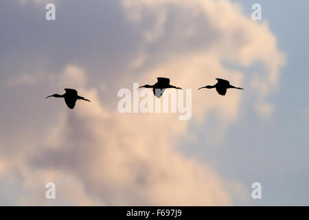 Glossy Ibis (Plegadis Falcinellus) Gruppe im Flug in der Abenddämmerung Silhouette. Agamon Hula. Hula-Tal. Israel. Stockfoto