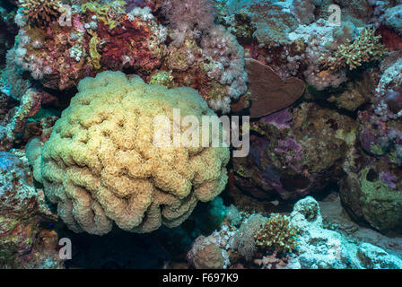 Blase-Koralle, Plerogyra Sinuosa, Caryophylliidae, Sharm el Sheikh, Rotes Meer, Ägypten Stockfoto