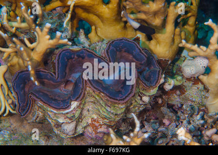 Tridacna Maxima, große Riesenmuschel, Seepocken, Mollusken, Scharm el-Scheich, Ägypten Stockfoto