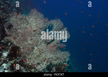 Riesige Gorgonien, Annella Mollis, Subergorgiidae, Sharm el-Sheikh, Rotes Meer, Ägypten Stockfoto