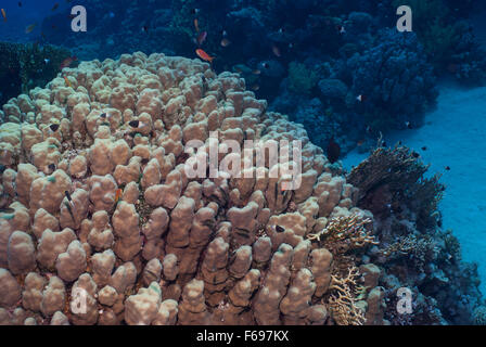 Dome-Korallen, Porites Nodifera, Poritidae, Sharm el-Sheikh, Rotes Meer, Ägypten Stockfoto