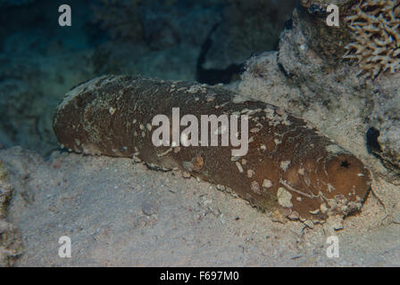 Schwarze Seegurke oder Sandy Seegurke (Holothuria Atra). Ägypten, Rotes Meer, Sharm el-Sheikh Stockfoto