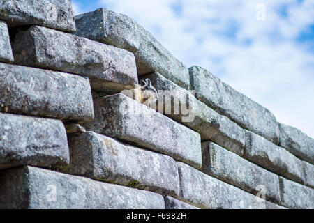 Viscacha Leben zwischen den felsigen Ruinen von Machu Picchu Stockfoto