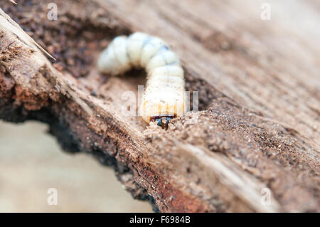 Wenig woodworm liegt auf Baum Stockfoto