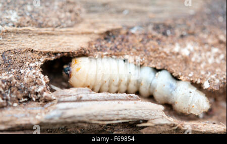 Wenig woodworm liegt auf Baum Stockfoto