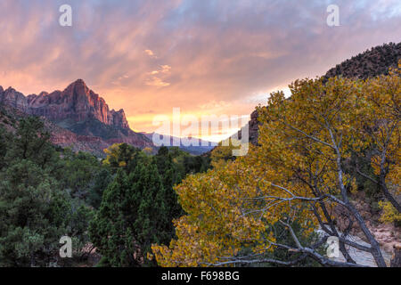 Sonnenuntergang auf dem Wächter-Berg mit einem gelben Herbst Pappel Baum und dem Virgin River im Vordergrund, Zion National Park. Stockfoto