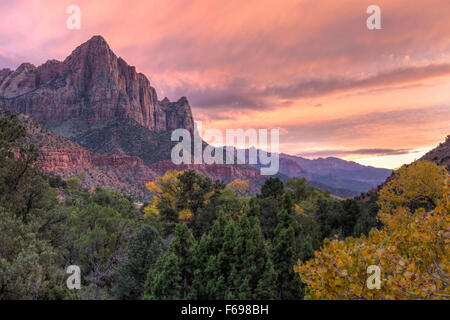 Sonnenuntergang auf dem Wächter-Berg mit einem gelben Herbst Pappel Baum im Vordergrund im Zion Nationalpark, Utah Stockfoto