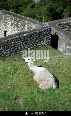 Lama in der Sonne in Machu Picchu, Cusco, Peru Stockfoto