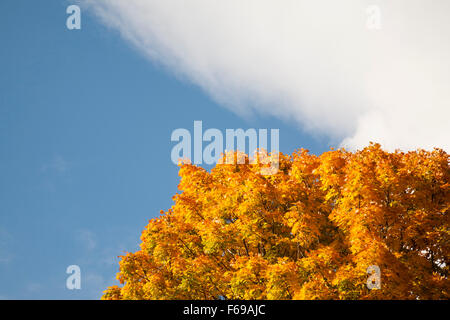 Blick hinauf in einen schönen alten Zucker-Ahorn-Baum im Herbst in New England. Stockfoto