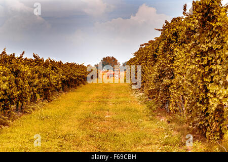 kleiner roter Traktor zwischen den Reben in der Landschaft der Romagna in Italien Stockfoto