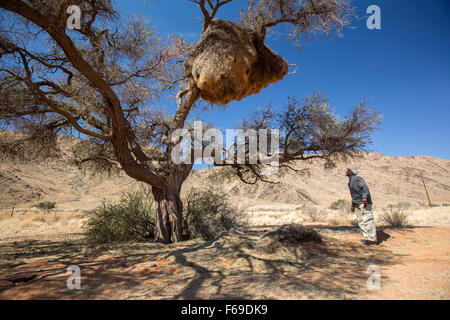 Safari Guide Beobachtung sozialer Weaver Vogelnest, Namibia, Afrika Stockfoto