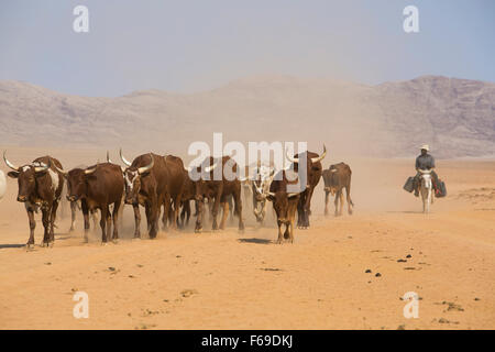 Longhorn-Rinder hüten auf Gribis Ebene, Namibia, Afrika Stockfoto