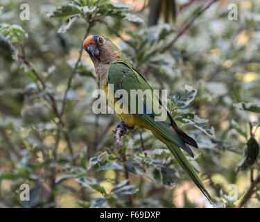 Wilder Pfirsich-fronted Sittich in einem Baum, Burraco Das Araras, Mato Grosso, Brasilien Stockfoto