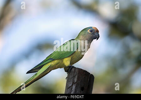 Pfirsich-fronted Sittich, Burraco Das Araras, Mato Grosso, Brasilien Stockfoto