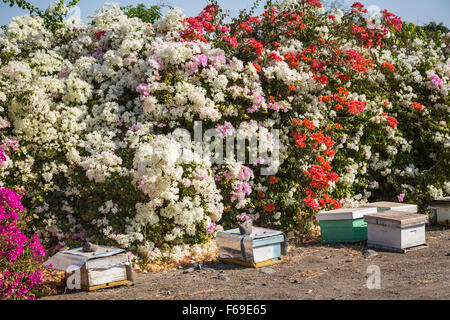 Biene Bienenstöcke und Bougainvillea Blumen am Ufer des See Genezareth in Israel, Nahost. Stockfoto