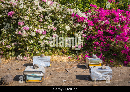 Biene Bienenstöcke und Bougainvillea Blumen am Ufer des See Genezareth in Israel, Nahost. Stockfoto