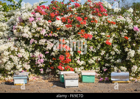 Biene Bienenstöcke und Bougainvillea Blumen am Ufer des See Genezareth in Israel, Nahost. Stockfoto