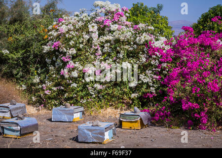 Biene Bienenstöcke und Bougainvillea Blumen am Ufer des See Genezareth in Israel, Nahost. Stockfoto