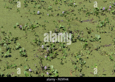 Mutter Naturs Garten, Wasser-Hyazinthe blüht und Salvinia mit einem Kaiman Totpunkt Transpantaneira Hwy, Pantanal, Brasilien Stockfoto