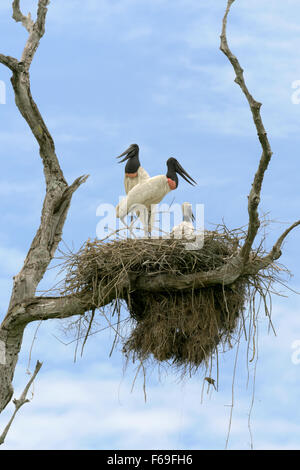 Jabiru Storchenpaar mit einem Küken auf dem Nest, Transpantaneira Hwy, Pantanal, Brasilien Stockfoto