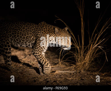 Neue aus dem frühen Abend dunkel und in die Glut des Scheinwerfers, begibt ein einsamer afrikanischer Leopard sich auf Nahrungssuche. Stockfoto