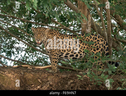 Schlacht vernarbten männlichen Jaguar, Rio Cuiabá, Pantanal, Brasilien Stockfoto