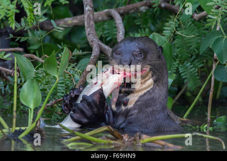 Große Füße, große Fische; Riesige Fischotter Fütterung vom Ufer Flusses Rio Cuiabá, Pantanal, Brasilien Stockfoto