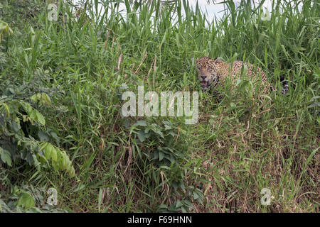 Jaguar das hohe Gras, Rio Cuiabá, Pantanal, Brasilien Stockfoto