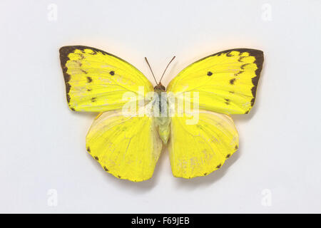 Schmetterlingssammlung, Schmetterlinge im Labor Stockfoto