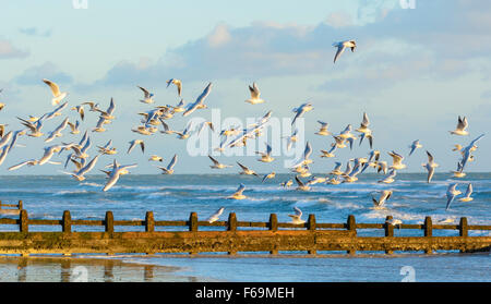 Herde der schwarzen Leitung Möwen über dem Meer an einem Strand in West Sussex, England, UK fliegen. Vögel im Flug, BIF Stockfoto