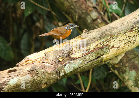 Spot-necked Schwätzer (Stachyris Striolata) Vogel in der Natur Stockfoto