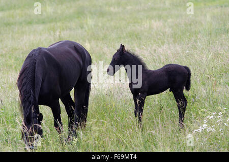 Stute mit Fohlen auf Pferd Stockfoto