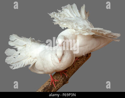 Ehe Courtings von zwei weißen Tauben Pfau Rasse. (Columba). Stockfoto