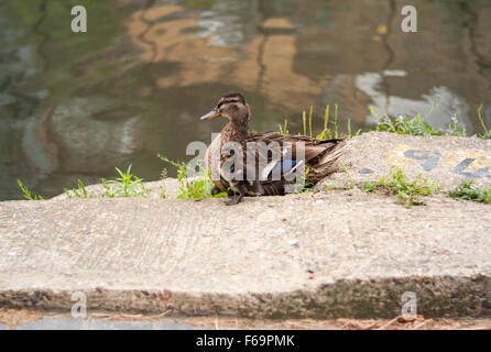 Mutter Ente und Entlein auf dem Treidelpfad des Regent es Canal in der Nähe von Kings Cross im Zentrum von London Stockfoto