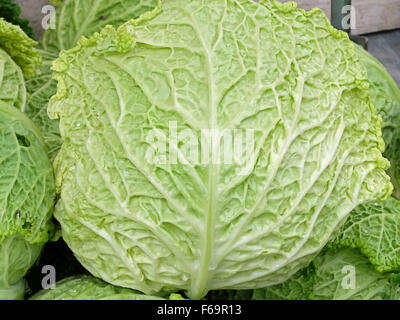 Eine Nahaufnahme Foto eines Kopfes von Kohl in den Markt der grünen Union Square in Manhattan, New York City Stockfoto