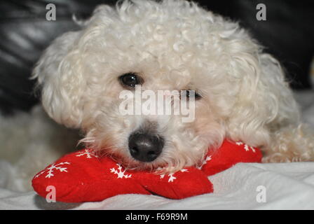 Hund mit Weihnachtsspielzeug Stockfoto