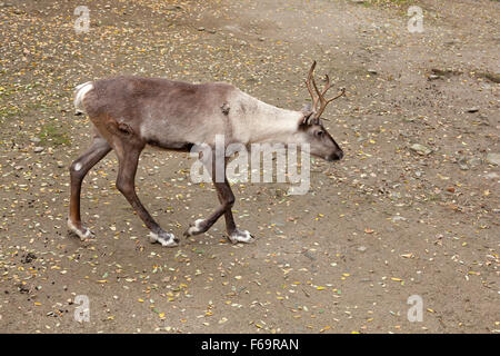 Finnischen Wald Rentier (Rangifer Tarandus Fennicus), Zoo, Prag, Tschechische Republik Stockfoto