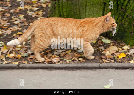 Hauskatze mit Gefangenen Maus, Prague, Tschechische Republik Stockfoto