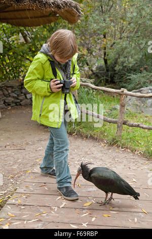 Junge Foto des nördlichen Waldrappen (Geronticus Eremita), Zoo, Prag, Tschechische Republik Stockfoto