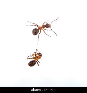 Zwei Ameisen isoliert auf weißem Hintergrund Stockfoto