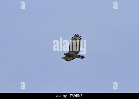 Crested Schlange Adler im Flug am Himmel Stockfoto