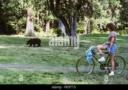 Ein weibliche Besucher auf einem Fahrrad hält einen Weg, ein amerikanischer Schwarzbär (Ursus Americanus) zu sehen, die eine Wiese in der Nähe einen Campingplatz im Yosemite-Nationalpark in Kalifornien, USA überqueren ist. Schwarzbären (die häufig in der Farbe braun sind) gelten als nicht gefährlich für die Menschen, es sei denn provoziert. Besucher werden als glücklich schätzen, wenn sie eines der 300 bis 500 Schwarzbären zu sehen, die in den großen 1.190-Quadrat-Meile (3.081-Quadrat-Kilometer) Park durchstreifen. Stockfoto