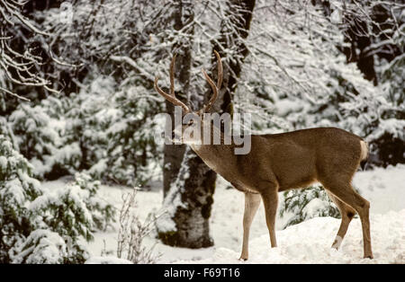 Eine männliche Maultierhirsch (Odocoileus Hemionus) mit 4-Punkt-Geweih macht seinen Weg durch tief verschneiten Gelände, wie er nach Nahrung während der Winterzeit im Yosemite-Nationalpark in Kalifornien, USA durchsucht. Dieser hübsche junge Buck ist eines der am meisten verbreiteten und beliebtesten Arten von Wildtieren in den weitläufigen Park. Stockfoto