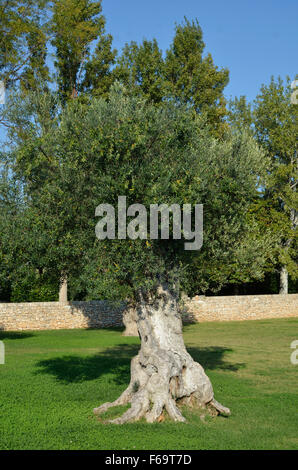 Alten Olivenbaum. La Chiusa di Chietri Hotel, Alberobello, Italien Stockfoto